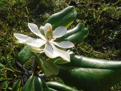 Magnolia ekmanii