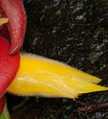 Costus comosus
