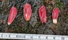Costus comosus