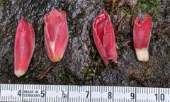 Costus comosus