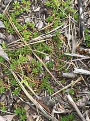 Pyxidanthera barbulata