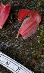 Costus comosus