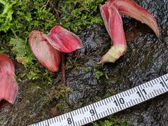 Costus comosus
