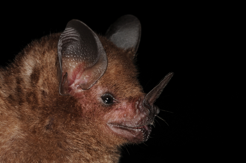 Seba's Short-tailed Bat from Estación Biológica Jenaro Herrera on ...