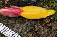 Costus comosus