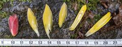 Costus comosus