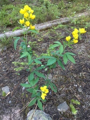 Thermopsis montana