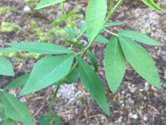 Thermopsis montana