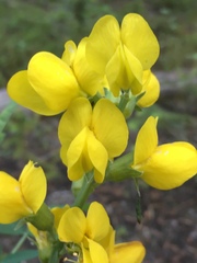 Thermopsis montana