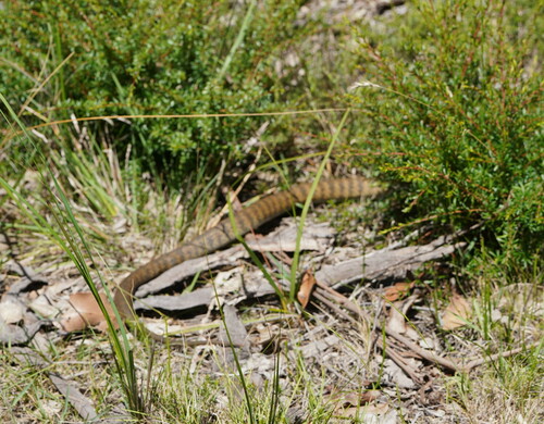 Tiger Snake sighting