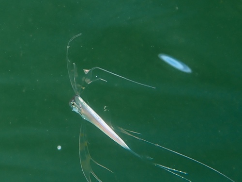 King-of-the-salmon (Trachipterus altivelis) — Trachipteridae — 5