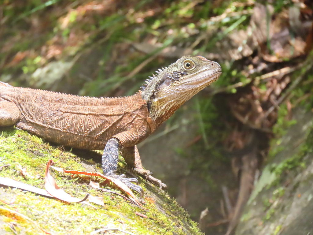 Australian Water Dragon from Somersby NSW 2250, Australia on January 11 ...
