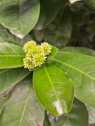 Image of Ixora finlaysoniana by (c) Naksh Sorathiya, some rights reserved (CC BY)