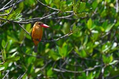 Pelargopsis amauroptera