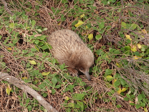 ハリモグラ