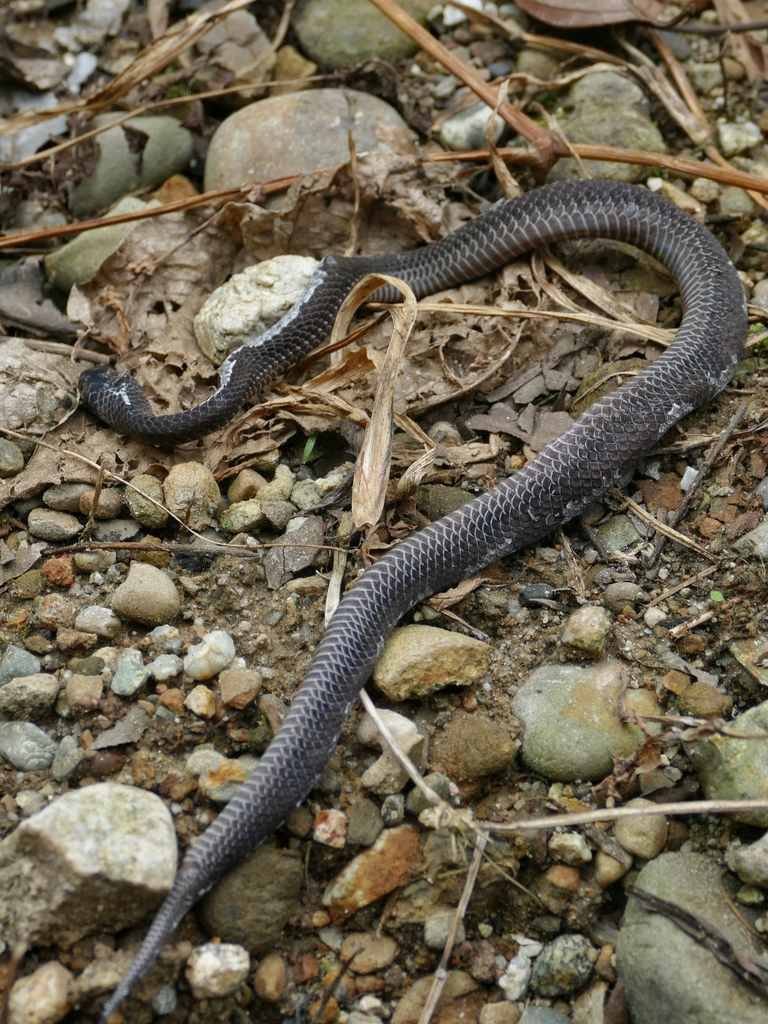 Malayan Slug Snake (Asthenodipsas malaccanus)