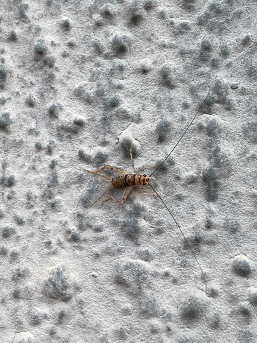Tropical House Cricket