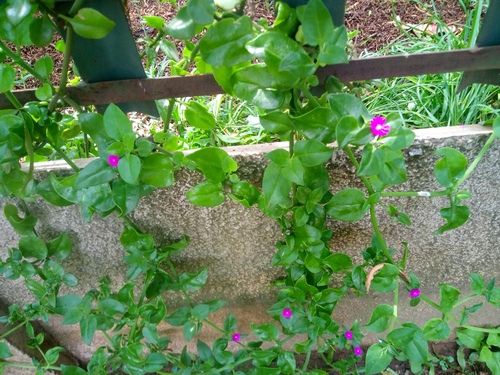 Foto de Aptenia ou Rosinha-de-sol