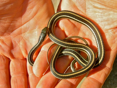 Thamnophis proximus