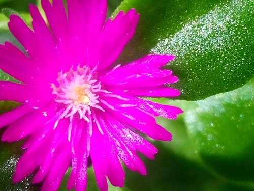 Foto de Aptenia ou Rosinha-de-sol