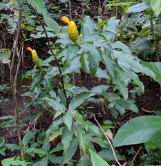 Costus wilsonii