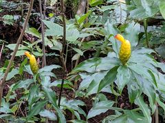 Costus wilsonii