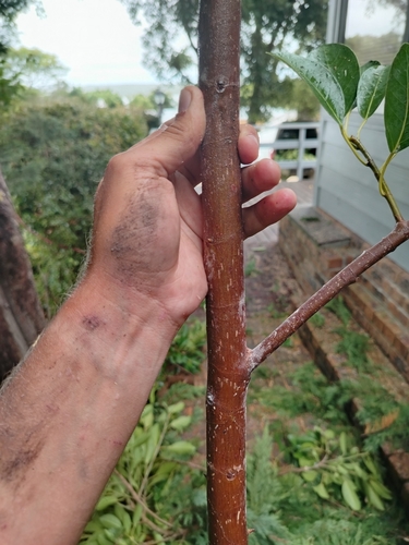 Foto de Gameleira