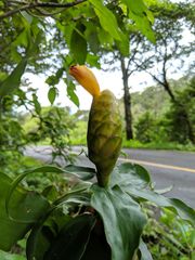 Costus wilsonii