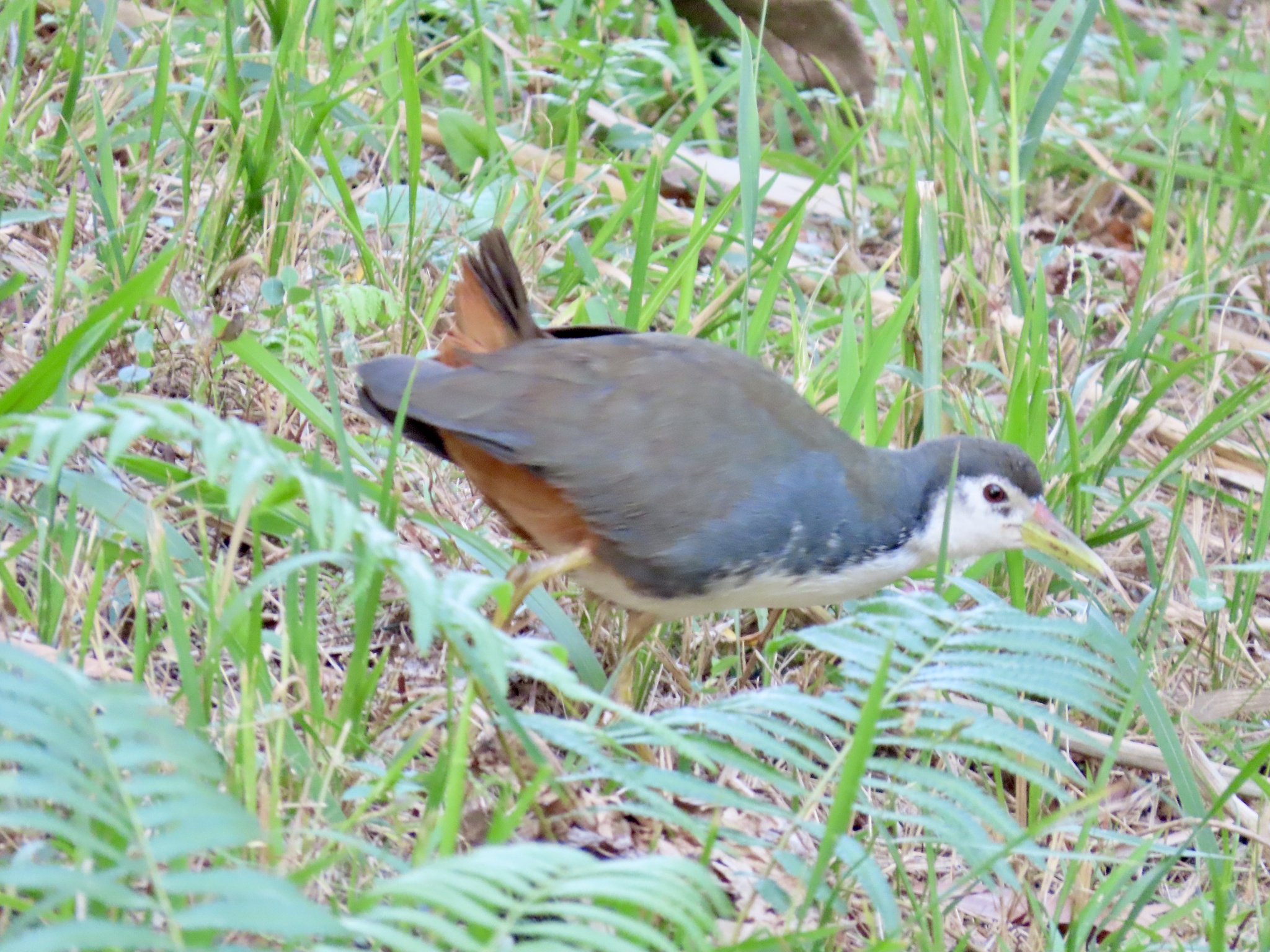White-breasted Waterhen