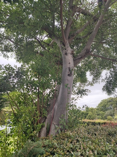 Foto de Gameleira
