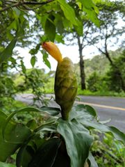 Costus wilsonii