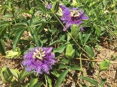 Passiflora incarnata × cincinnata