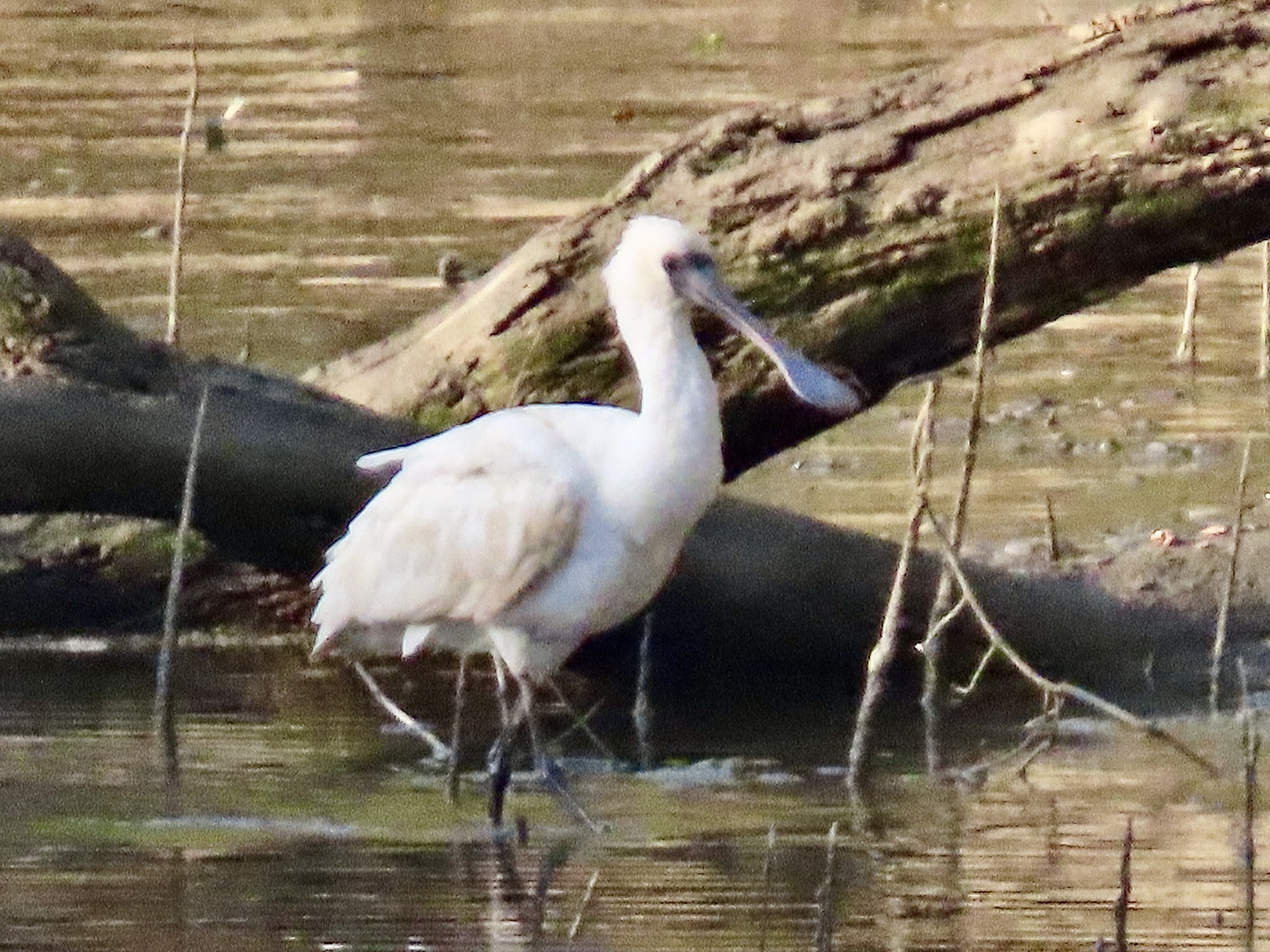 Black-faced Spoonbill