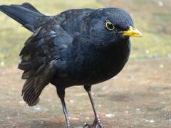 Turdus merula