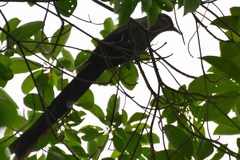 Phaenicophaeus tristis