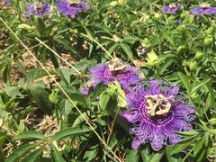 Passiflora incarnata × cincinnata
