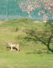 Canis latrans