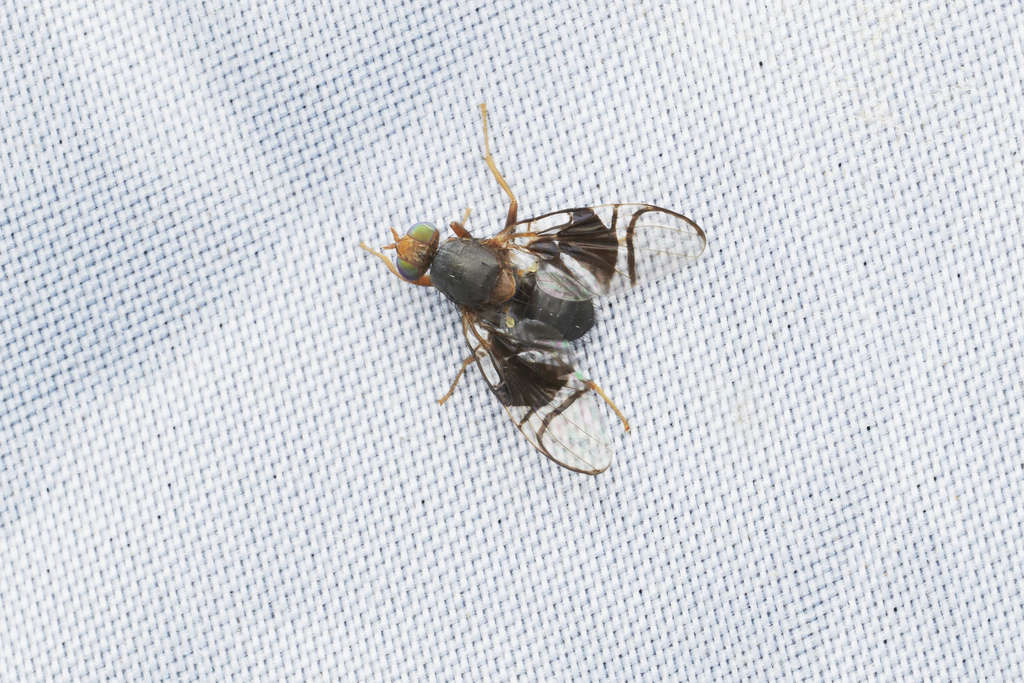 Philophylla setigera