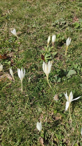 Crocus vallicola, photograph 5