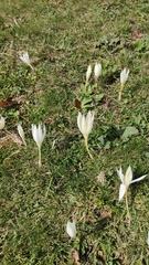 Crocus vallicola, photograph (c) Kristina Кochariantc, some rights reserved (CC BY)