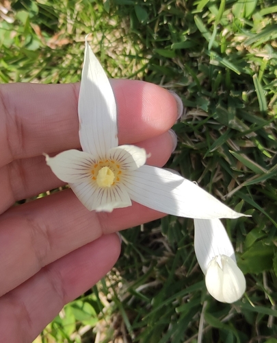 Crocus vallicola, photograph 6