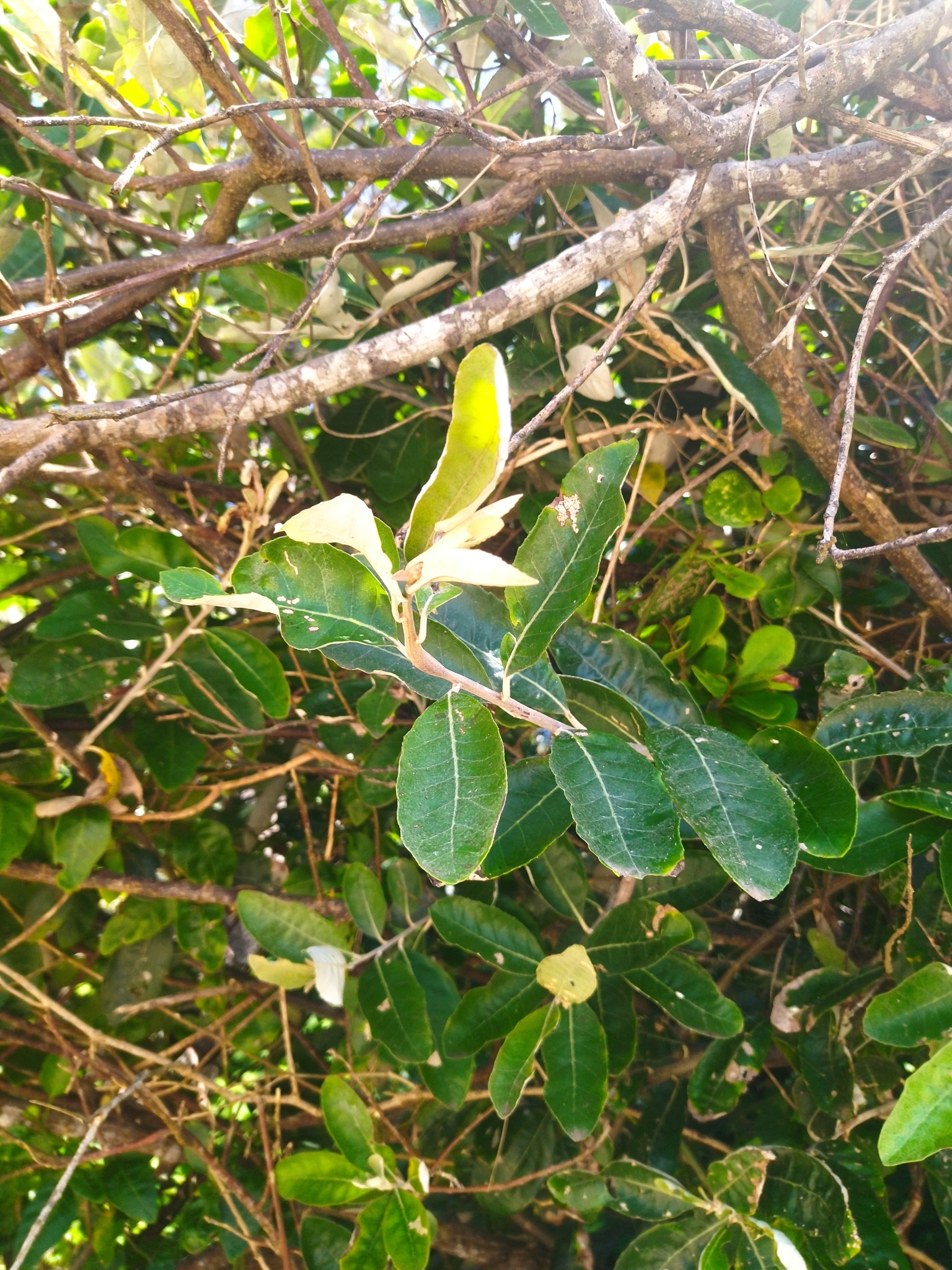 Imagem de Sombra-de-touro