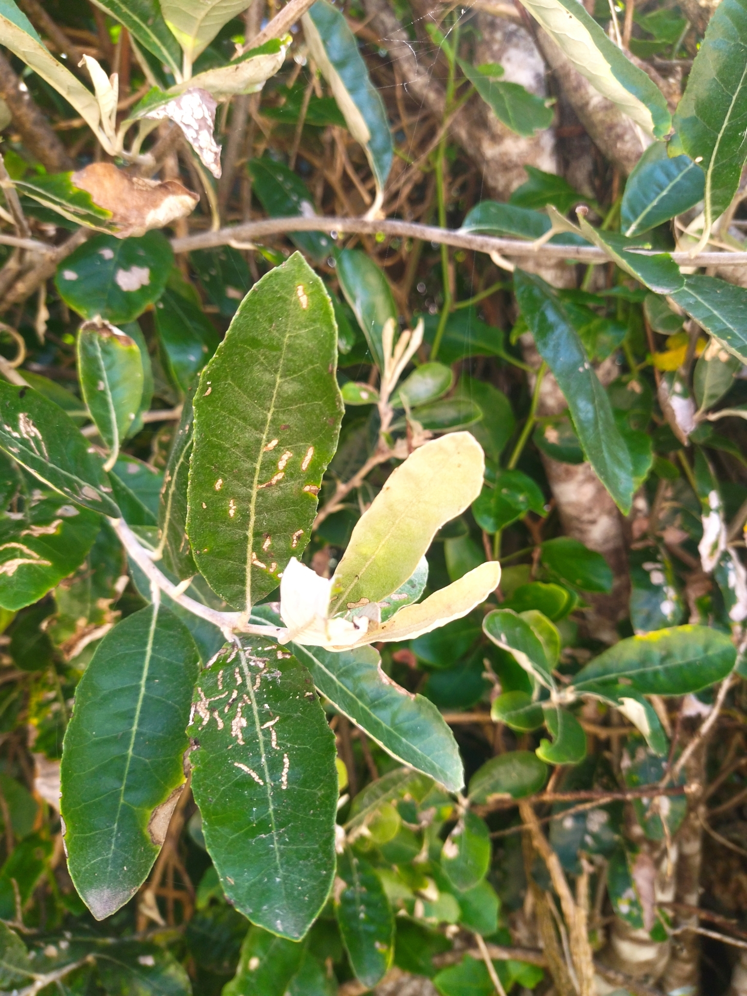 Imagem de Sombra-de-touro