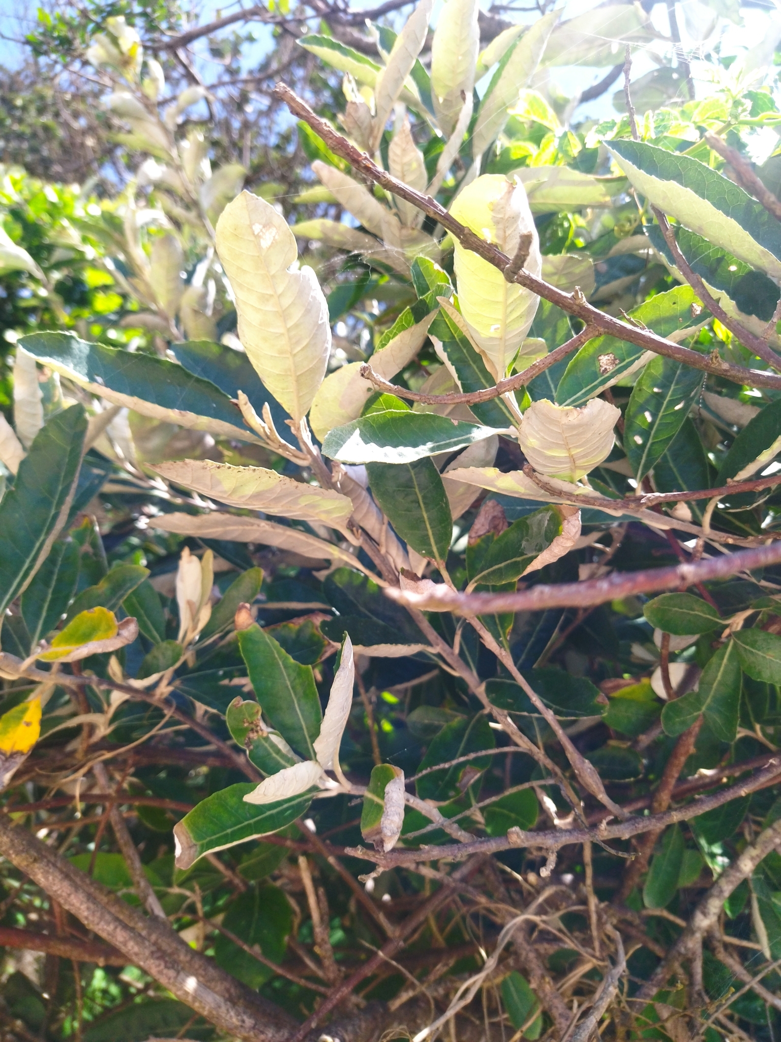Imagem de Sombra-de-touro