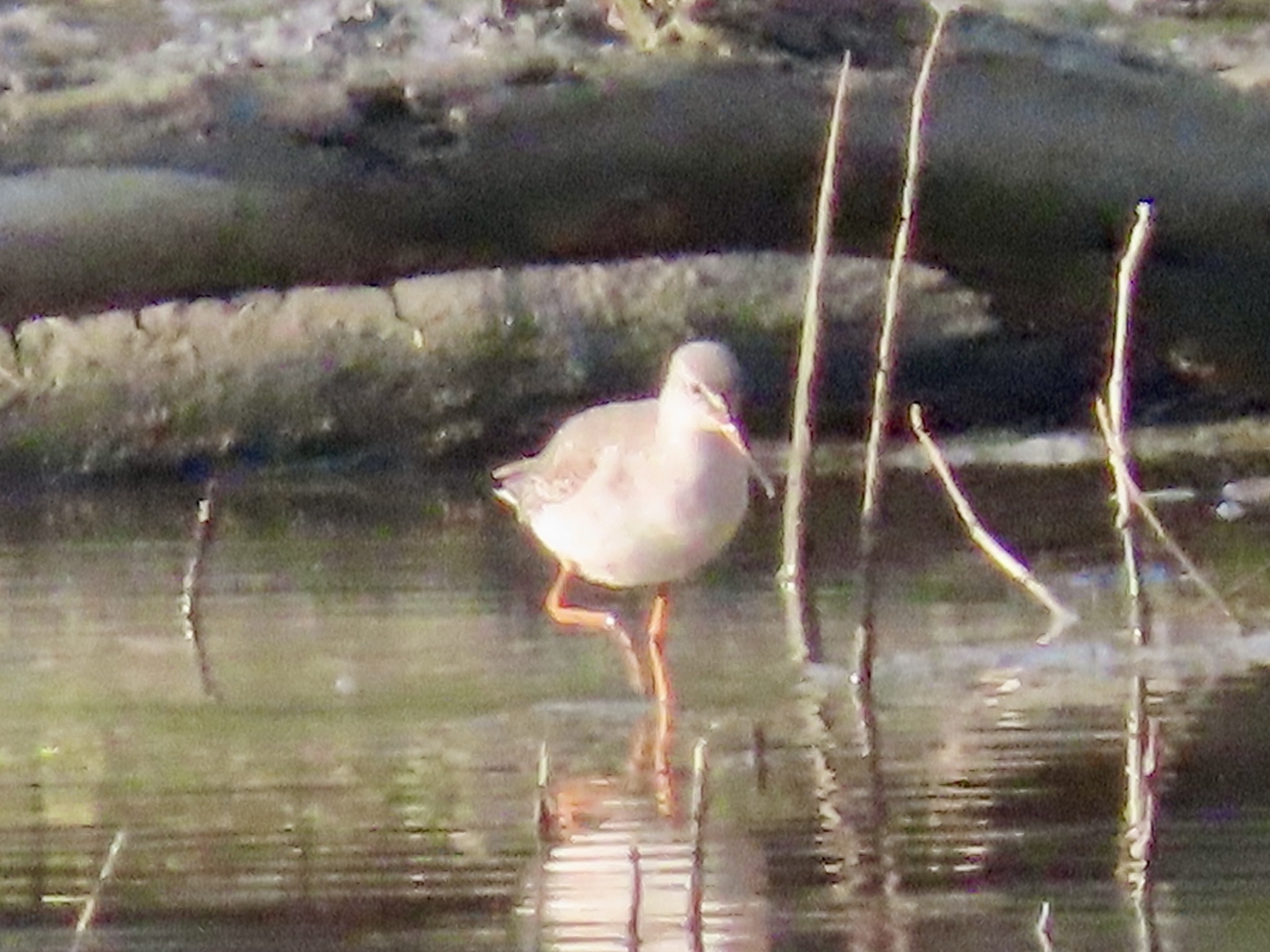 Common Redshank