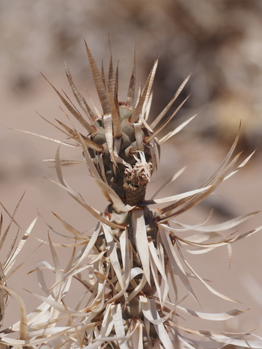 Image of Tephrocactus articulatus by (c) Rosario, some rights reserved (CC BY)