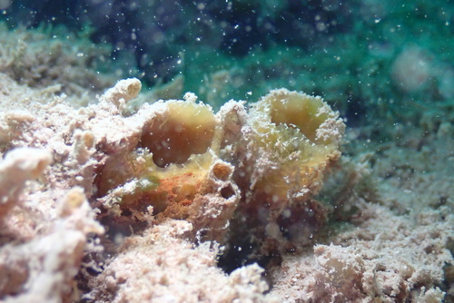 Biemna fistulosa, 2025-01-09
