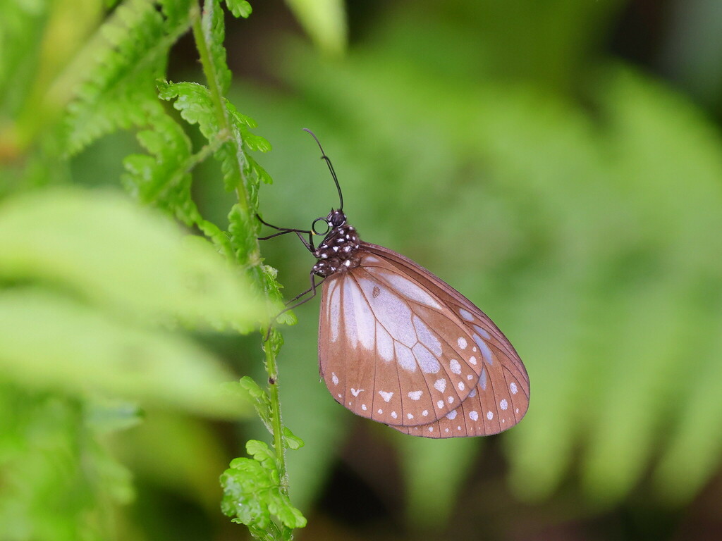Parantica melusine