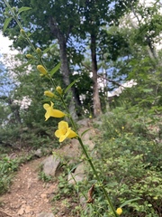 Aureolaria pedicularia