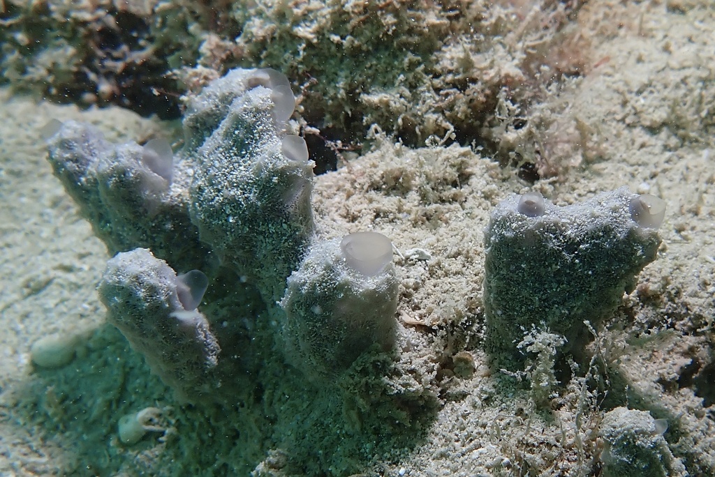 crater sponge
